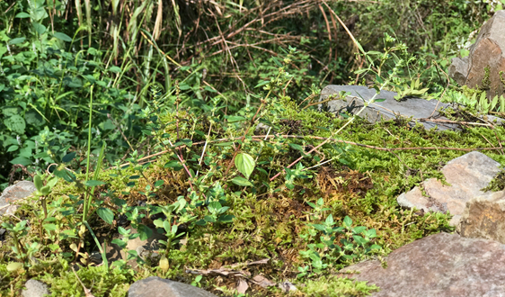 怎么激發土壤修復市場活力？這篇文說的太好了