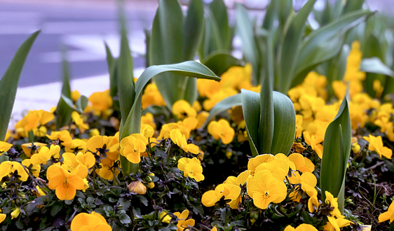 潛在市場空間5萬億,土壤修復產業仍處“蓄力期”